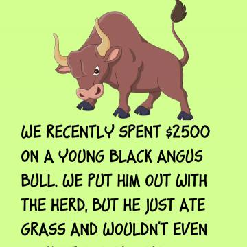 Horny Bull